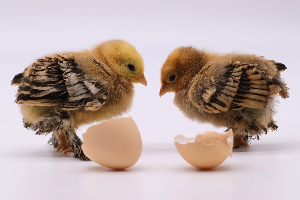 eggs, chicks, poultry-7117951.jpg