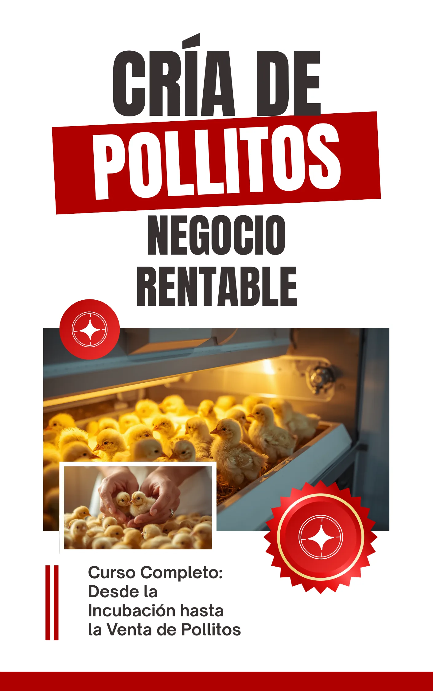 Curso produccion de pollitos BB